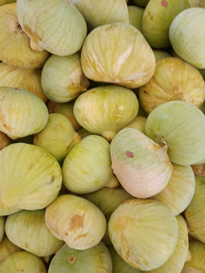 Beyaz incirde 30 bin ton rekolte bekleniyor