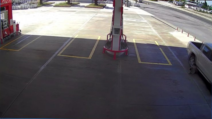 Köpeği ezmek için yolunu değiştirdi, 2 bin TL cezaya çarptırıldı