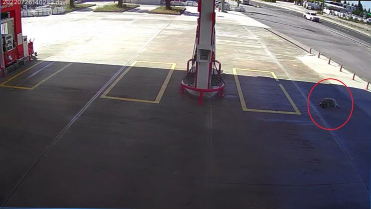 Köpeği ezmek için yolunu değiştirdi, 2 bin TL cezaya çarptırıldı