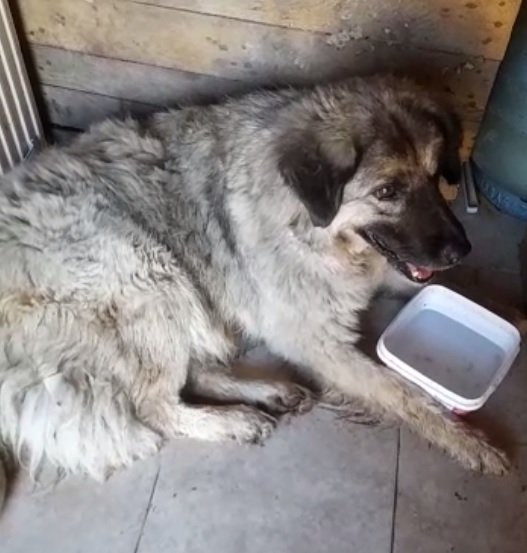 Köpeği ezmek için yolunu değiştirdi, 2 bin TL cezaya çarptırıldı