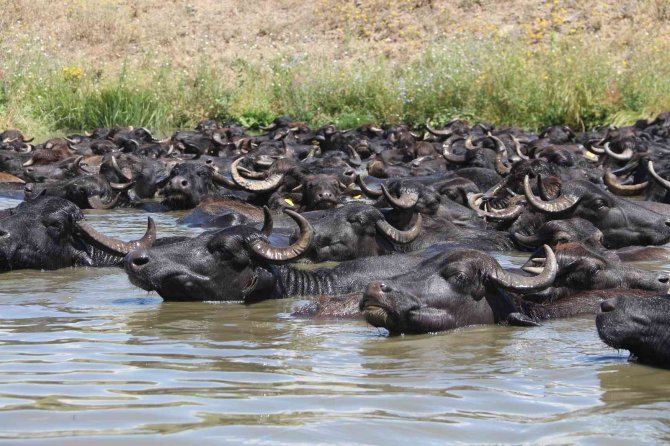 Mandaların göl içindeki keyifli hali Afrika belgesellerini aratmadı