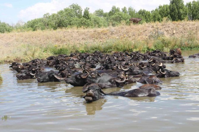 Mandaların göl içindeki keyifli hali Afrika belgesellerini aratmadı