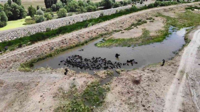Mandaların göl içindeki keyifli hali Afrika belgesellerini aratmadı