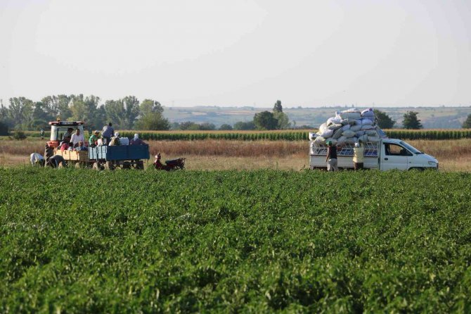 Tarım işçilerinin güneşin altında 40 derece sıcakta zorlu mesaisi
