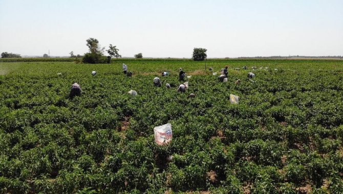 Tarım işçilerinin güneşin altında 40 derece sıcakta zorlu mesaisi