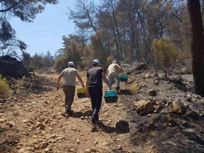 Yangın bölgesindeki yaban hayvanları tedavi ediliyor