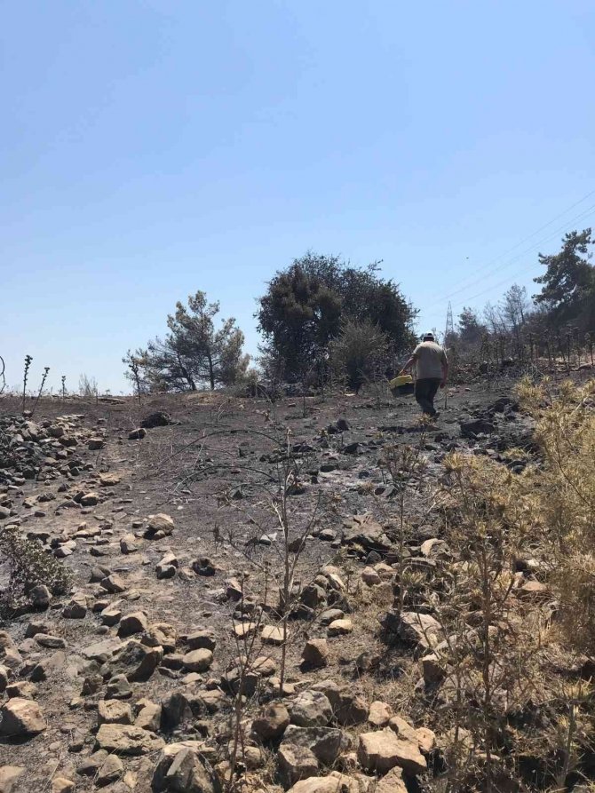 Yangın bölgesindeki yaban hayvanları tedavi ediliyor