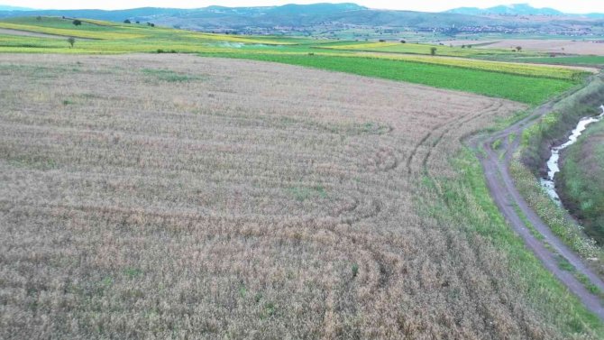 Ayçiçeği ve buğday rekoltesinde atış bekleniyor