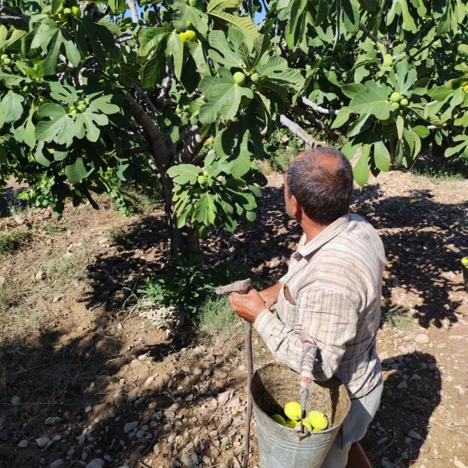 Aydınlı incir üreticileri sezona umutlu girdi