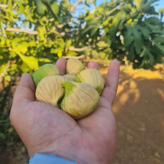 Aydınlı incir üreticileri sezona umutlu girdi