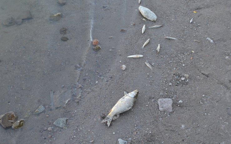 Balık ölümlerinin yaşandığı göletten alınan numuneler İzmir'e gönderildi