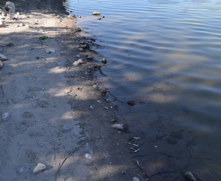 Balık ölümlerinin yaşandığı göletten alınan numuneler İzmir'e gönderildi