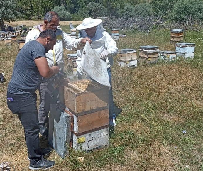 Binali Yıldırım, baba ocağı Erzincan'da bal hasadı yaptı