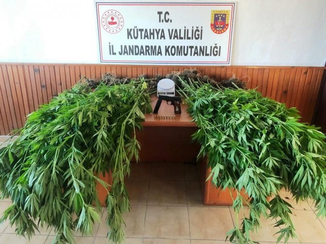 Domaniç’te 100 kök keneviri ele geçirildi