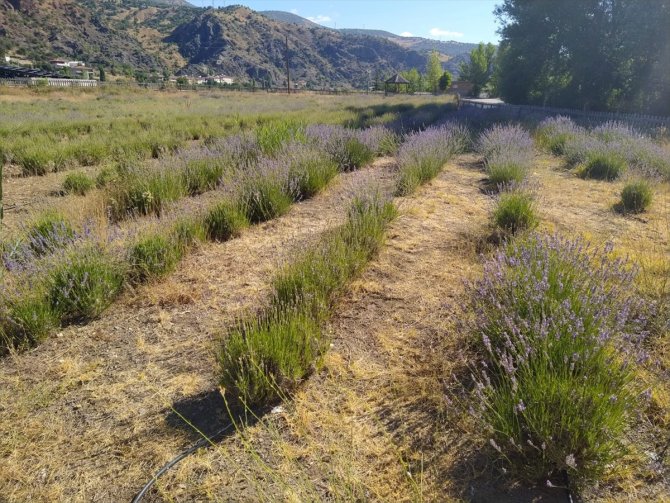 Giresun'da atıl araziler lavanta üretimiyle canlanıyor