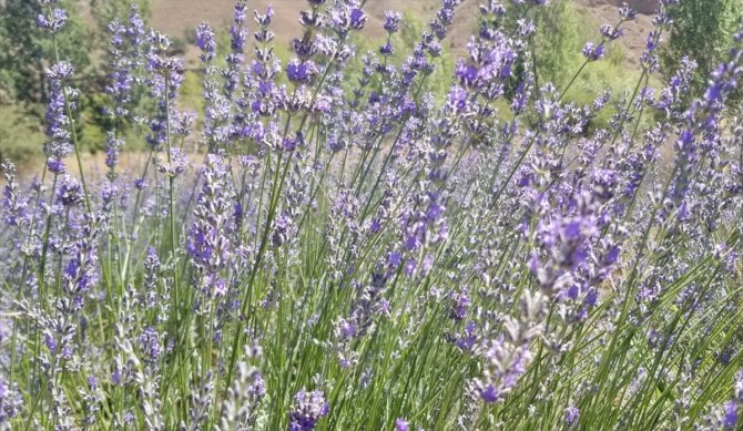 Giresun'da atıl araziler lavanta üretimiyle canlanıyor