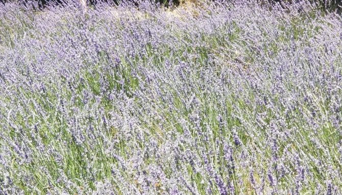 Giresun'da atıl araziler lavanta üretimiyle canlanıyor