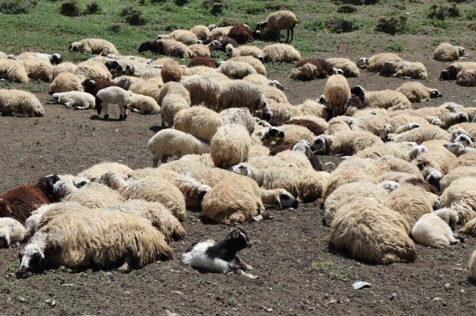 Göçerler 2 bin 800 rakımlı yaylalarda zorlu hayvancılık mesaisinde