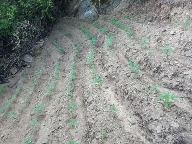 İzmir’de 51 kilogram esrar ele geçirildi; 48 gözaltı