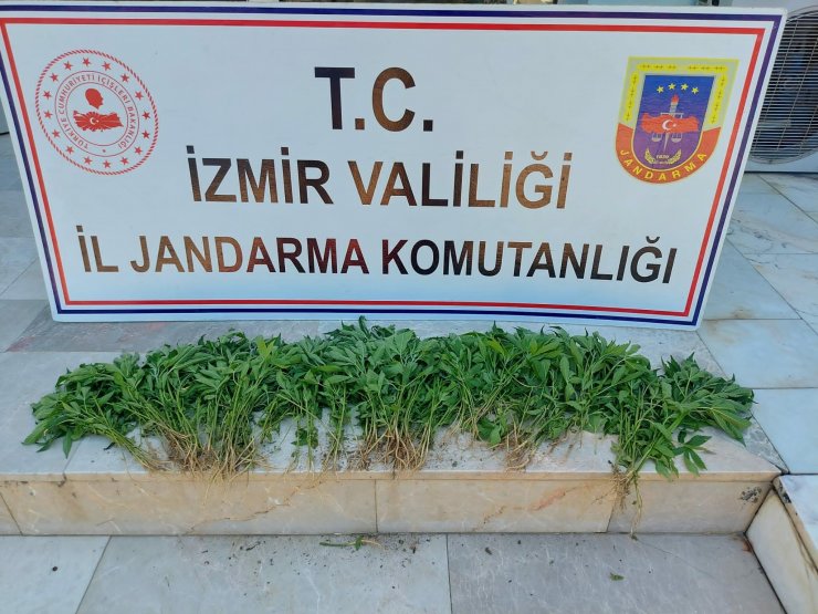 İzmir’de 51 kilogram esrar ele geçirildi; 48 gözaltı