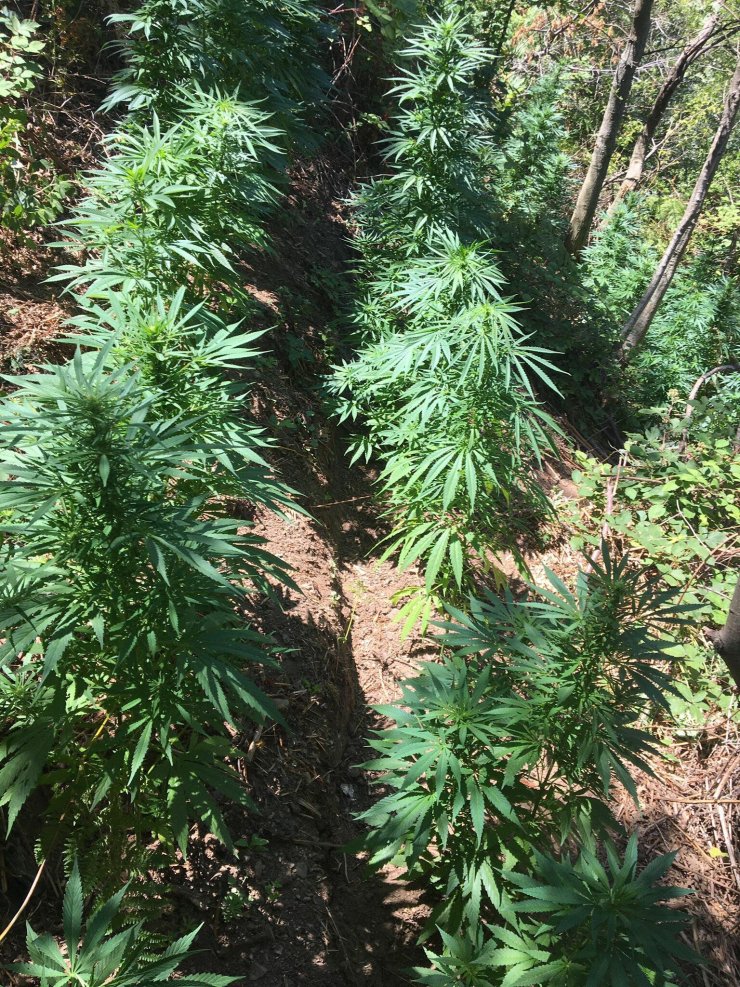 İzmir’de 51 kilogram esrar ele geçirildi; 48 gözaltı