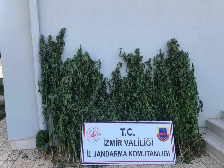 İzmir’de 51 kilogram esrar ele geçirildi; 48 gözaltı
