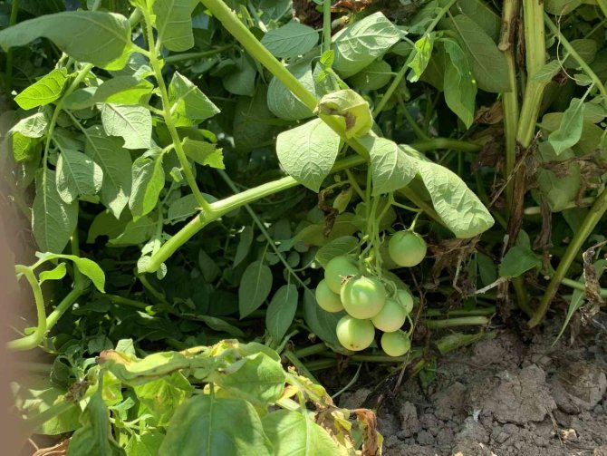 Tarlalarına patates ekti, domates çıktı