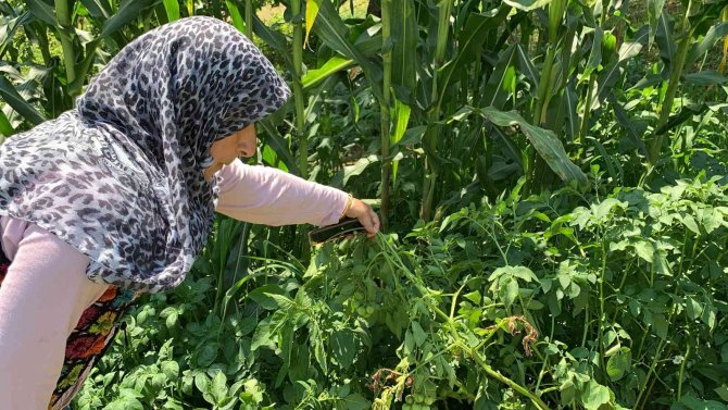 Tarlalarına patates ekti, domates çıktı
