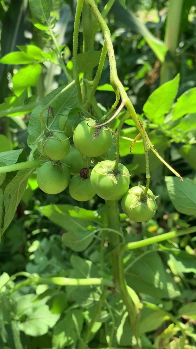 Tarlalarına patates ekti, domates çıktı
