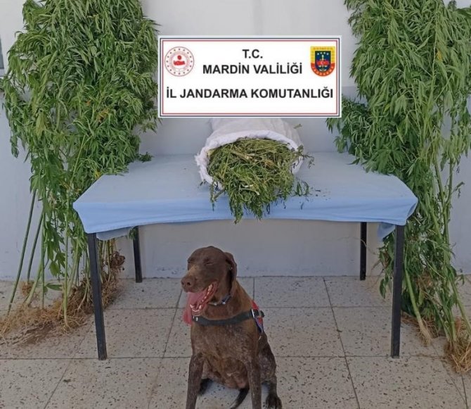 Uyuşturucu ve tarihi eser kaçakçılığı operasyonu: 5 gözaltı