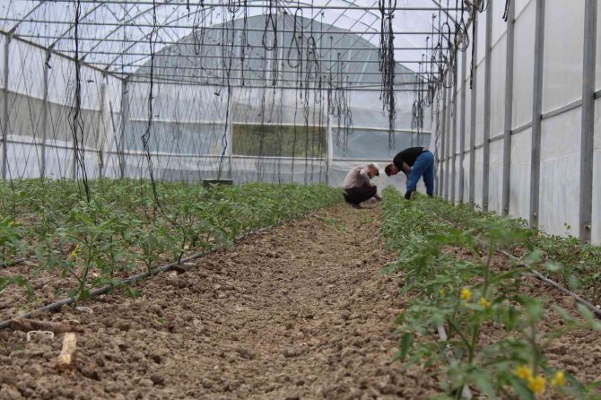 Yerli ‘Maniye’ domatesi coğrafi işaretle tescillendi