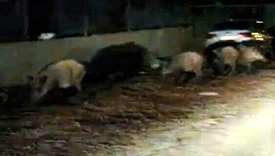 Aç kalan yaban domuzları mahalleye indi