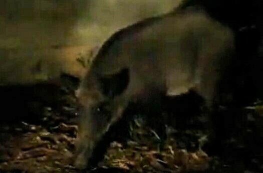 Aç kalan yaban domuzları mahalleye indi