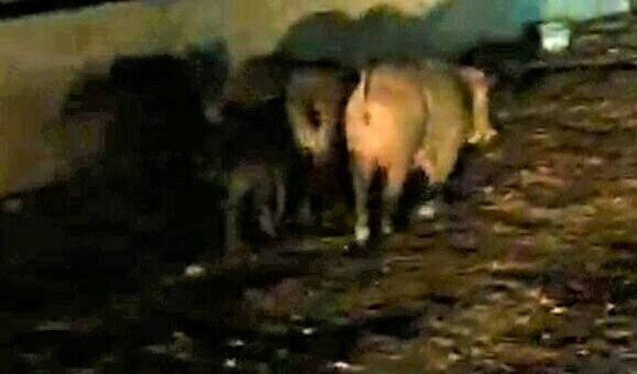 Aç kalan yaban domuzları mahalleye indi