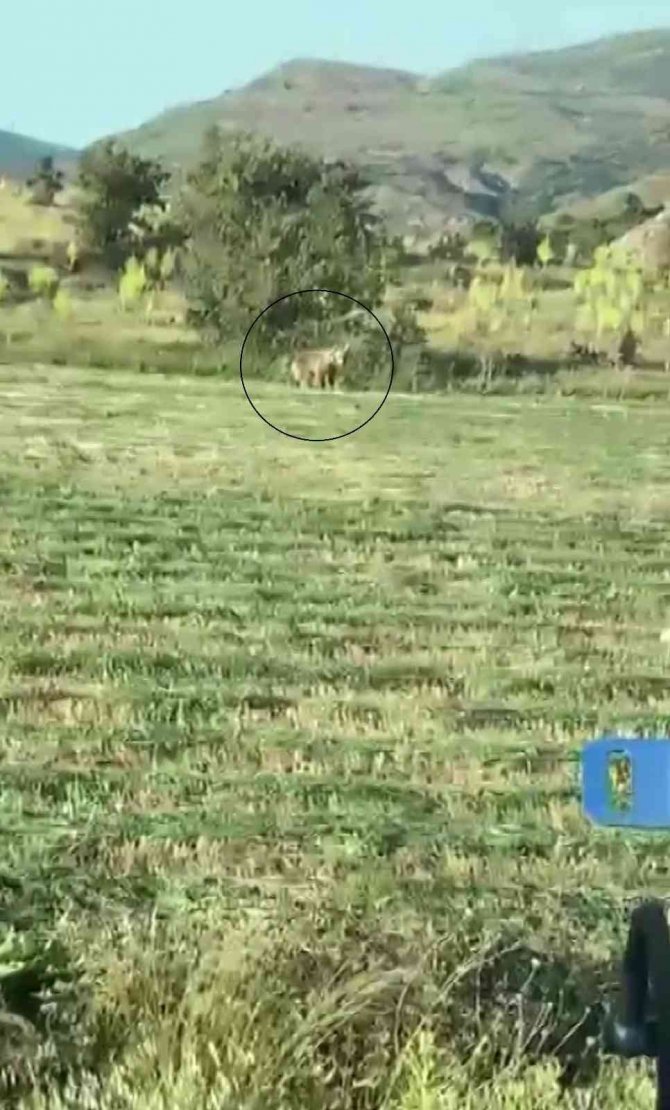 Ayı tarlaya indi, o kornayla uzaklaştırdı