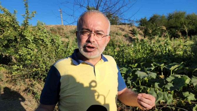 Bamya ve mısır hırsızları vatandaşların kabusu oldu