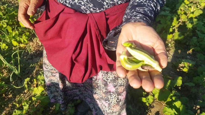 Bamya ve mısır hırsızları vatandaşların kabusu oldu