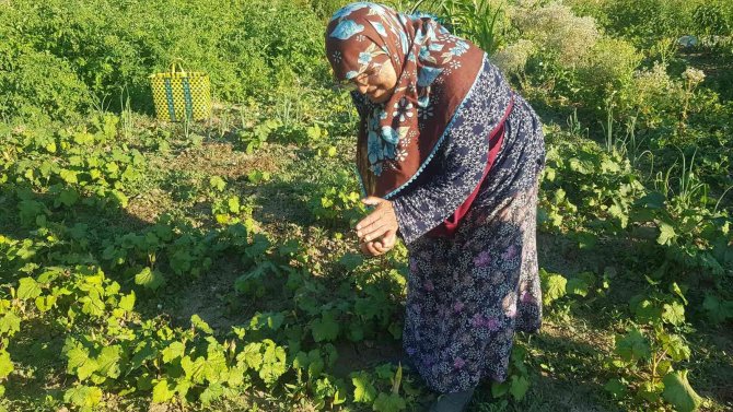 Bamya ve mısır hırsızları vatandaşların kabusu oldu