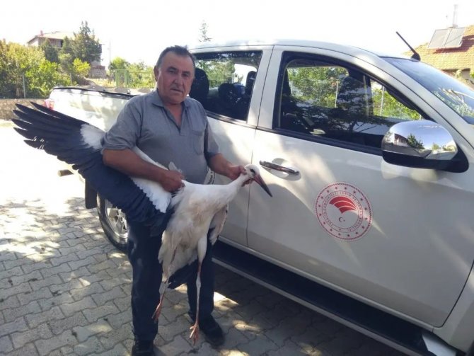 Yaralı bulunan leylek koruma altına alındı