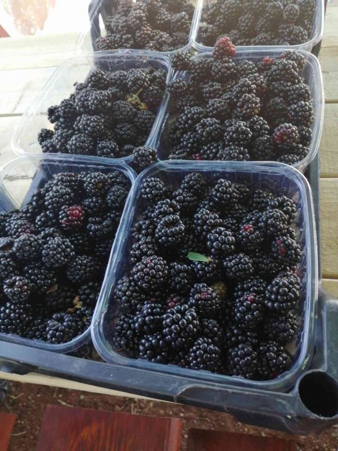 Böğürtlende sevindiren verim