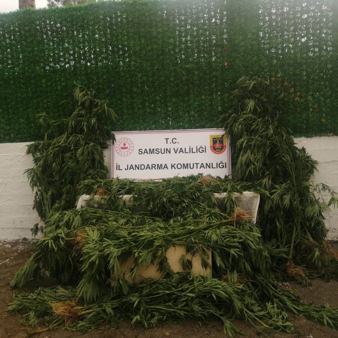 jandarmadan mısır tarlasına kenevir operasyonu: 1 gözaltı