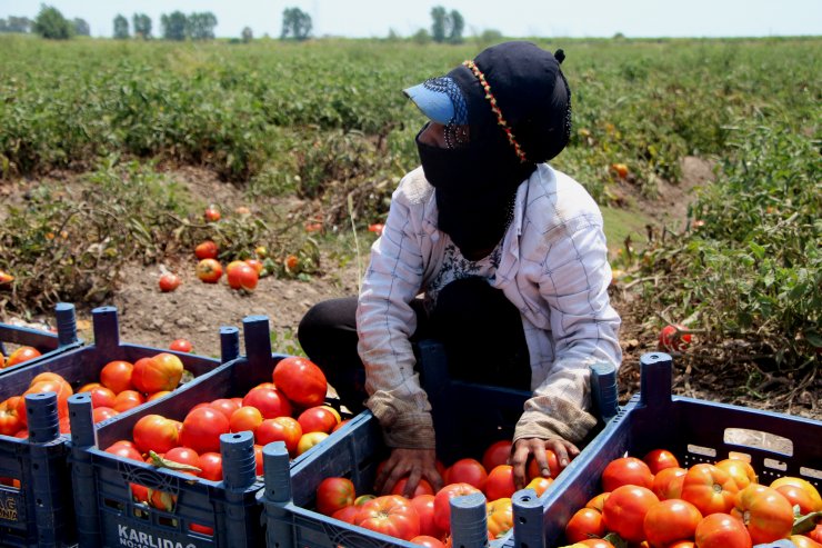 Son mahsul domates! Marketlerde 15 TL'den satılıyor