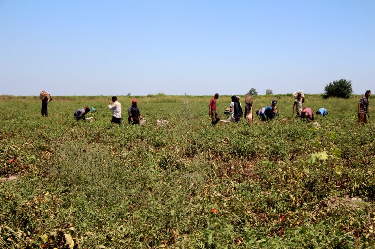 Son mahsul domates! Marketlerde 15 TL'den satılıyor