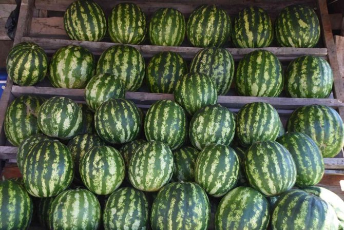 Yetiştirdiği organik karpuzları yol kenarında satıyor