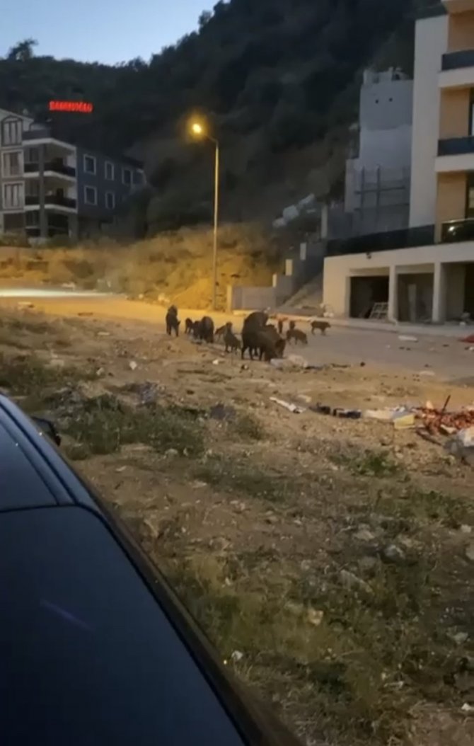Bursa’da aç kalan domuz sürüsü şehir merkezine indi