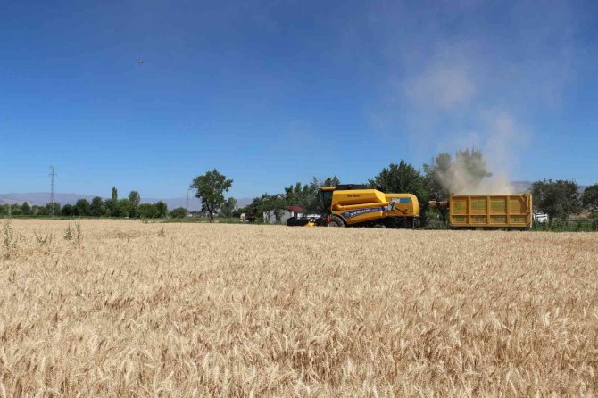 Erzincan'da buğday rekoltesi çiftçilerin yüzünü güldürüyor
