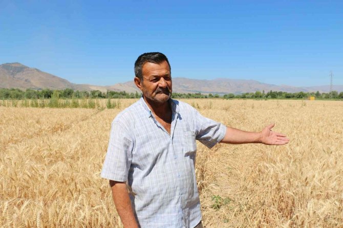 Erzincan'da buğday rekoltesi çiftçilerin yüzünü güldürüyor