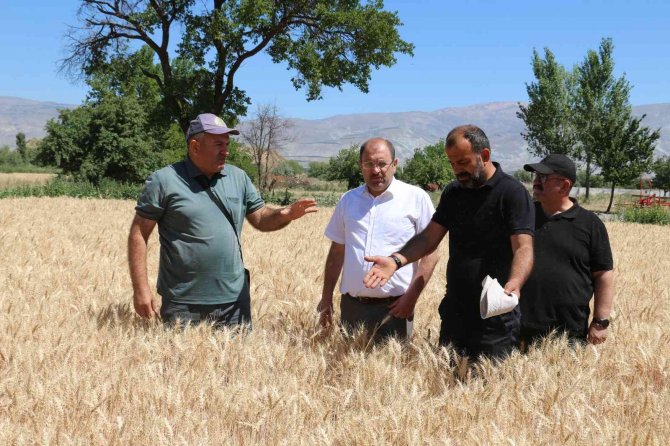 Erzincan'da buğday rekoltesi çiftçilerin yüzünü güldürüyor