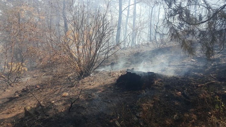 Orman yangını büyümeden söndürüldü