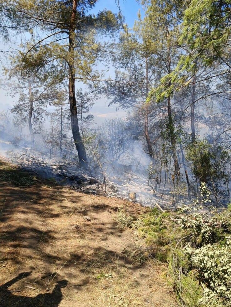 Orman yangını büyümeden söndürüldü